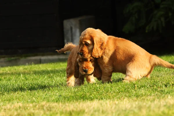 Utrolig Nyfødt Søt Rød Engelsk Cocker Spaniel Valpedetalj Små Søte – stockfoto