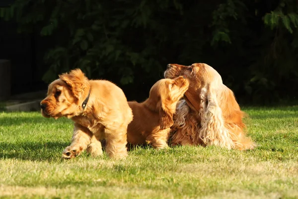 Incrível Recém Nascido Bonito Vermelho Inglês Cocker Spaniel Filhote Cachorro — Fotografia de Stock