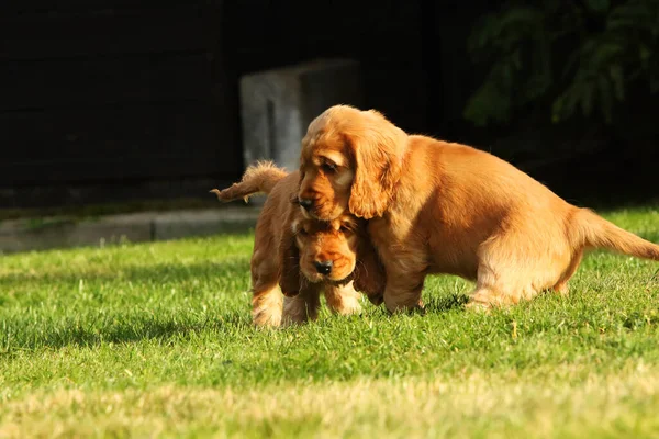 惊人的 新生的和可爱的红色英国科克猎犬小狗的细节 可爱的红色科克猎犬小狗在绿色的草地上跑来跑去 晨阳西下 绿色背景 — 图库照片