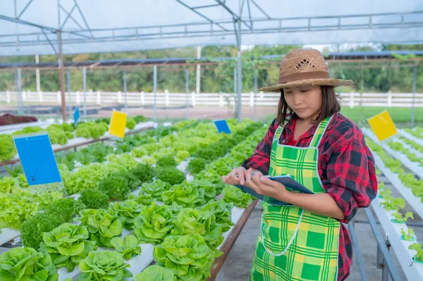 Asian Farmer Woman Working Salad Farm Planting Organic Hydroponic Vegetable — Stock Photo, Image