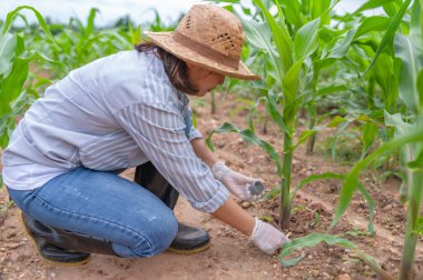 Mısır tarlasında çalışan kadın çiftçi mısır bitkilerinin büyümesi hakkında veri topluyor.