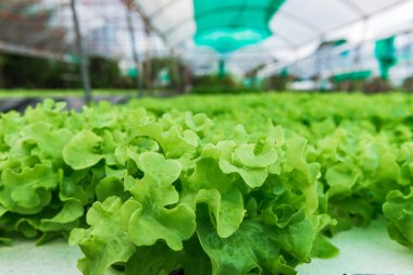 Dağdaki salata çiftliği, çiftlikten taze sebze.