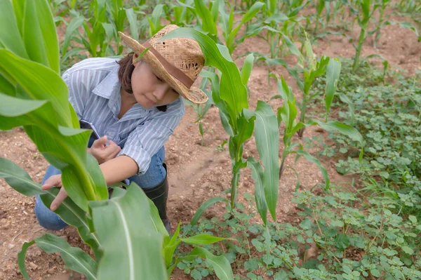 Vrouwelijke Landbouwer Werkzaam Maïsboerderij Gegevens Verzamelen Groei Van Maïsplanten — Stockfoto