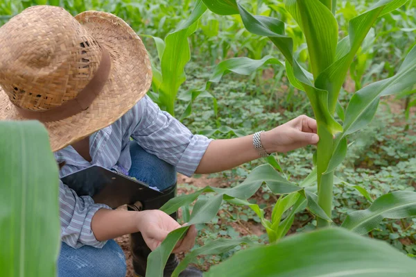 Vrouwelijke Landbouwer Werkzaam Maïsboerderij Gegevens Verzamelen Groei Van Maïsplanten — Stockfoto