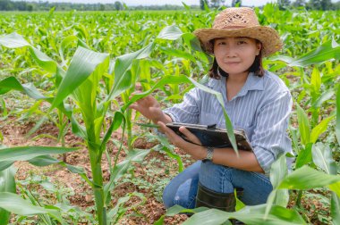 Mısır tarlasında çalışan kadın çiftçi mısır bitkilerinin büyümesi hakkında veri topluyor.