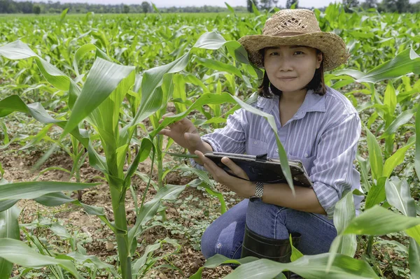 Mujer Agricultora Trabajando Granja Maíz Recopilación Datos Sobre Crecimiento Plantas —  Fotos de Stock