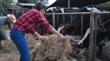 Asyalı çiftçi şehrin dışındaki kırsal bir mandırada çalışıyor, inekli gençler... 