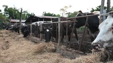 Şehrin dışındaki kırsal süt çiftliğinde çalışan Asyalı çiftçi, inekli gençler