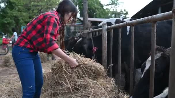 Asiatisk Bonde Som Arbetar Mjölkgård Landsbygden Utanför Staden Unga Människor — Stockvideo