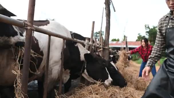Asiatischer Bauer Arbeit Einem Ländlichen Milchviehbetrieb Außerhalb Der Stadt Junge — Stockvideo