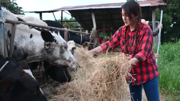 Asiatisk Bonde Som Arbetar Mjölkgård Landsbygden Utanför Staden Unga Människor — Stockvideo