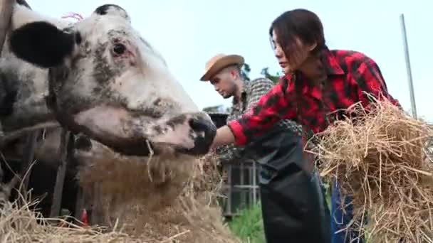 Asiatische Bauern Die Ländlichen Milchviehbetrieben Außerhalb Der Stadt Arbeiten Junge — Stockvideo