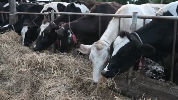 Gros Plan Vaches Mangeant Foin Ferme — Video