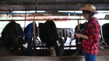 Şehrin dışındaki kırsal bir mandırada çalışan Asyalı kadın çiftçi, inekli gençler...