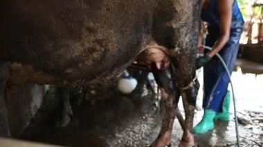 Asyalı çiftçiler şehrin dışındaki kırsal bir mandırada çalışıyor, inekli gençler...