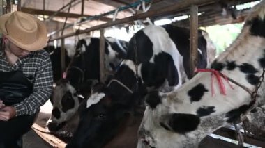 Şehrin dışındaki kırsal süt çiftliğinde çalışan Asyalı çiftçi, inekli gençler