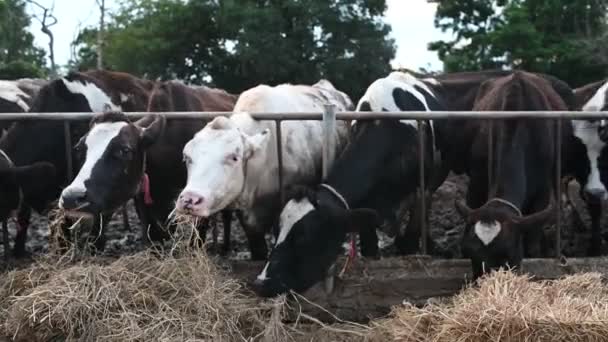 Close Cows Eating Hay Farm — Stock Video