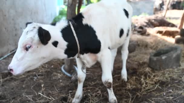 Zbliżenie Krowy Jedzącej Siano Farmie — Wideo stockowe