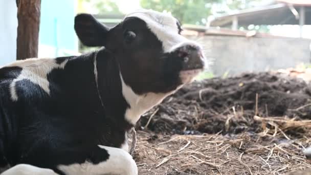 Primo Piano Mucca Che Mangia Fieno Fattoria — Video Stock