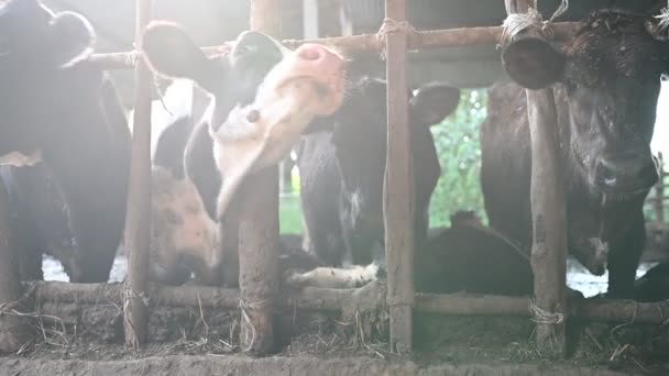 Крупным Планом Коровы Едят Сено Ферме — стоковое видео