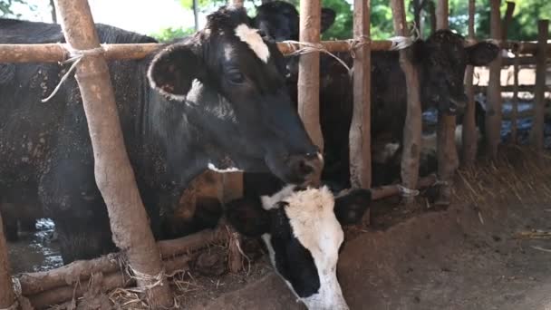 Close Cows Eating Hay Farm — 图库视频影像