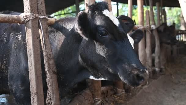 Gros Plan Vaches Mangeant Foin Ferme — Video