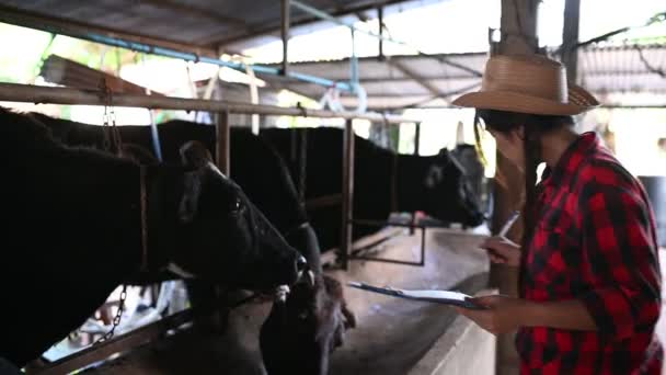 在城外农村奶牛场工作的亚洲女农民 有奶牛的年轻人 — 图库视频影像