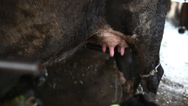 アジアの農家町の外の農村部の酪農場で働く牛を持つ若者 — ストック動画