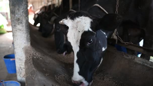 Gros Plan Vaches Mangeant Foin Ferme — Video