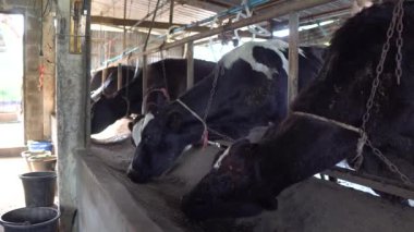 Çiftlikte saman yiyen ineklere yakın.