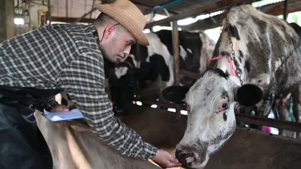 Азиатский Фермер Работающий Сельской Молочной Ферме Городом Молодежь Коровами — стоковое видео