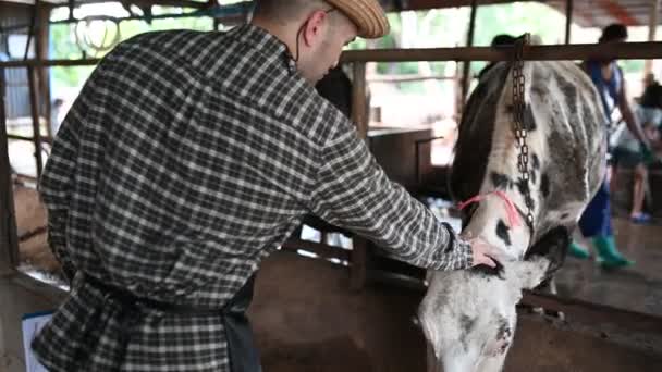 Asian Farmer Working Rural Dairy Farm City Young People Cows — Stock Video