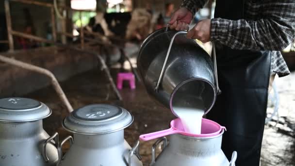 Agricultores Asiáticos Trabajan Una Granja Lechera Rural Fuera Ciudad Jóvenes — Vídeos de Stock