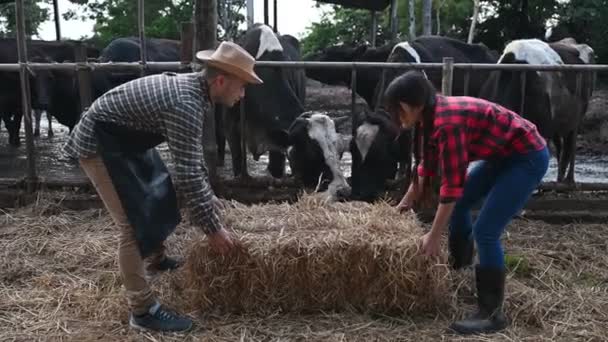 Şehrin Dışındaki Kırsal Mandıralarda Çalışan Asyalı Çiftçiler Inekli Gençler — Stok video
