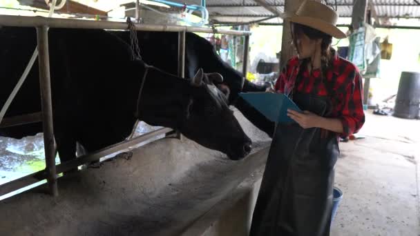 Asian Female Farmer Working Rural Dairy Farm City Young People — Stock Video