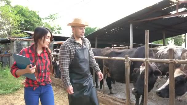 Asian Farmers Working Rural Dairy Farm City Young People Cows — Stock Video