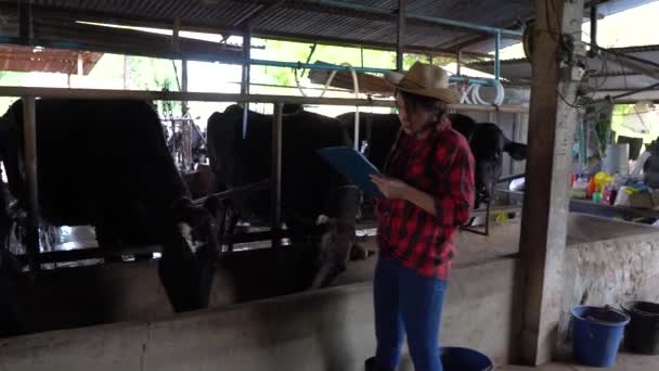 在城外农村奶牛场工作的亚洲女农民 有奶牛的年轻人 — 图库视频影像