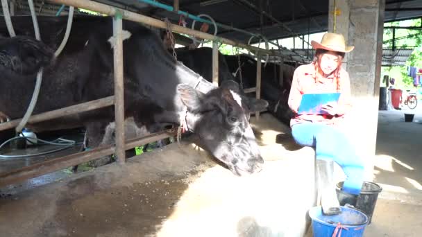 Asian Female Farmer Working Rural Dairy Farm City Young People — Stock Video