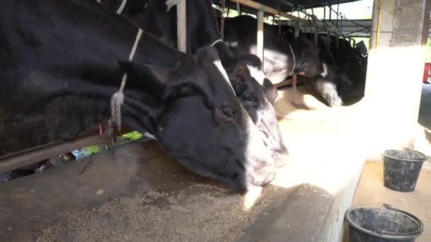 Close Cows Eating Hay Farm — Stock Video