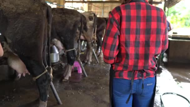 アジアの農家町の外の農村部の酪農場で働く牛を持つ若者 — ストック動画