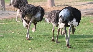 Bir devekuşu çiftlikte yemek için yürüyor.