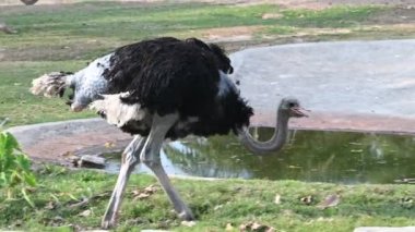 Bir devekuşu çiftlikte yemek için yürüyor.