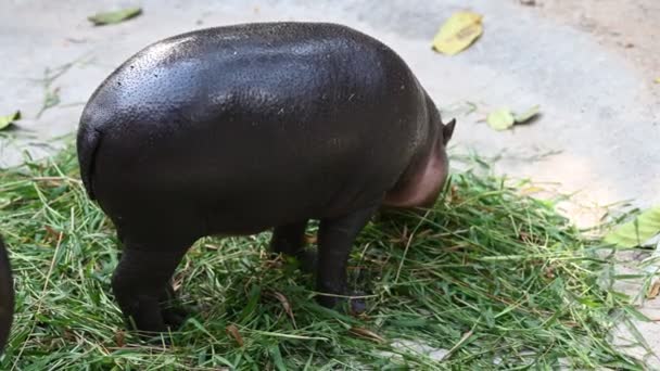 Pequeno Hipopótamo Bonito Comer Comida — Vídeo de Stock