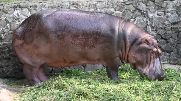 Cute Little Hippopotamus Eat Food — Stock Video