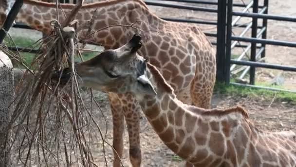 Giraffes Eat Food Day — Stock Video