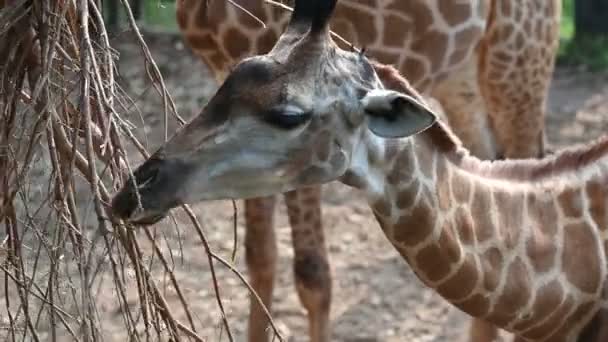 Giraffen Eten Overdag Voedsel — Stockvideo