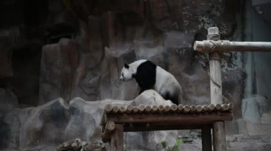 Şirin bir panda, dinlenme zamanı.