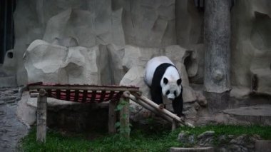 Şirin bir panda, dinlenme zamanı.