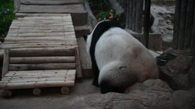 Şirin bir panda, dinlenme zamanı.