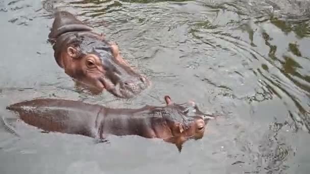 Een Schattig Klein Nijlpaard Zijn Erg Lief Aardig — Stockvideo